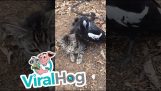 Magpie teasing o pisică