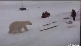 Guy kämpft zwei Eisbären (Québec, Kanada)