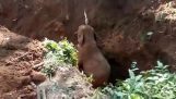 Wild elephants greet people who pulled their young from a hole