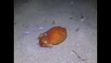 An octopus sinks into the sand
