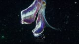 Blanket Octopus gyönyörű színek