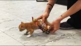 A bénult cica próbál kerekesszék