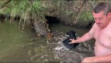 Räddning av en kalv i en flod