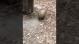 An armadillo runs around a tree
