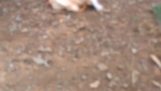 Erkek ördek bir tavuk döller çalışıyor