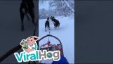 Dog pooping while pulling a sled