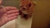 子猫を怖がらせることなく入浴させる方法