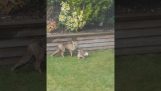 A family of foxes enters a garden