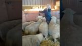 Attacked by the sheep
