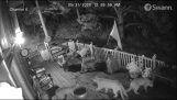 Family of mountain lions visit a house
