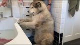 Big dog does not want to take a bath
