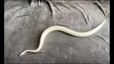 Знаете ли, че змиите не могат да получат сцепление върху повърхности от руно?