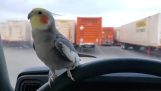 Papegojan är förvånad över en lastbil