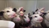 A group of opossums eating bananas