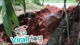 Elephant thanks villagers for saving him