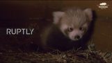 Seltener babyroter Panda, geboren im Berliner Zoo