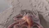 An octopus moves on sand