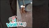 Woman and dog scare each other