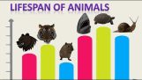 50种动物的寿命比较