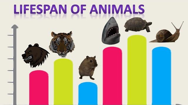 50 Animals lifespan comparison | VideoMan