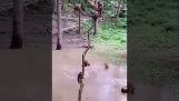 Les singes sautent dans une flaque d'eau