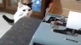 Кошка против пишущей машинки