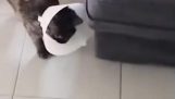Gato tem ping alto