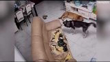 Husky zerstört das Sofa seines Besitzers