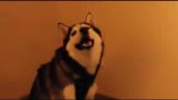 Funny dog husky sneezing
