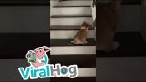Een puppy loopt op een grappige manier de trap op