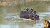 30 tartarugas nas costas de um hipopótamo