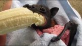 En flaggermus spiser en banan
