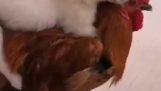 Puppy piggybacked on a rooster