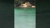 Orkahval svømmer forbi noen barn (New Zealand)