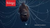 Deep-sea anglerfish mating