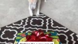 Blind dog gets new eyes for Christmas