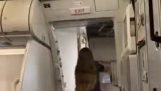 Unexpectedly powerful cabin attendant