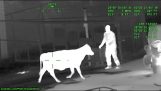 空港の牛がタンパ警察に苦労している (フロリダ州, アメリカ合衆国)