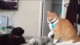 Cat slapping contest