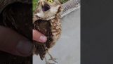 Little owls need a hand
