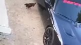 A chicken and car