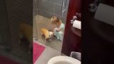 Маленька дівчинка голить собаці голову