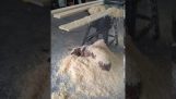 A dog sleeps in the wood shavings