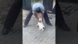 Overraskelse hund angreb