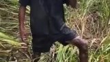 Homem indonésio pega enguia com as mãos