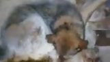 Hunden som var i ferd med å bli frossen hardt ble reddet i Yakut