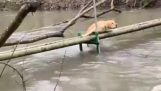 Pies, który utknął na małym moście, jest bliskimi przyjaciółmi