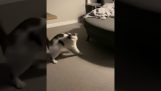 A cat determined to catch its tail