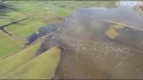 Un drone filme un essaim d'oies sauvages