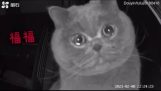 The cat which heard the voice of the owner over a monitor shed tears
